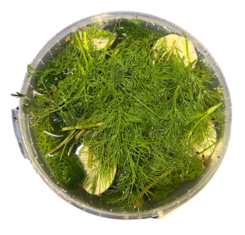 5L - M. Sznajder - Ogórek małosolny 3kg